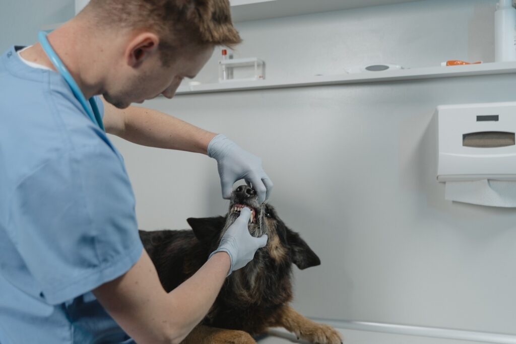 dentista veterinário examinando um cão